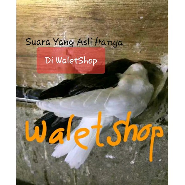 SUARA WALET SUPER PANGGIL BLACKWHITE & SUPER INAP BLACKWHITE