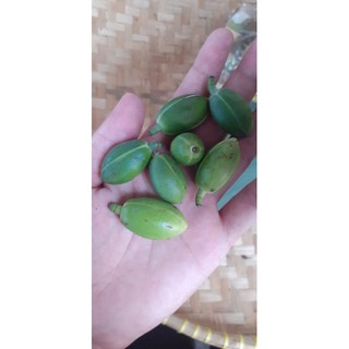 BUNGA CEMPAKA TELUR KANTIL TELUR PUTIH CEMPAKA GONDOK BUNGA CEMPAKA TELUR KANTIL TELUR PUTIH CEMPAKA GONDOK