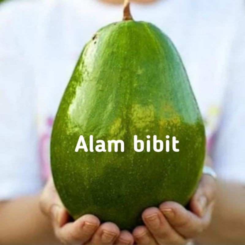 Bibit alpukat markus super termurah