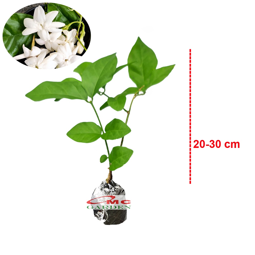 Bunga Melati Putih Wangi Harum Bibit Jasminum Sambac Tanaman Hias 2030