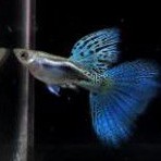 

IKAN GUPPY BLUE GRASS