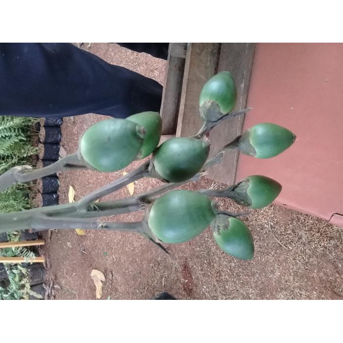 

MANJUR BUAH PINANG MUDA/JAMBE !!