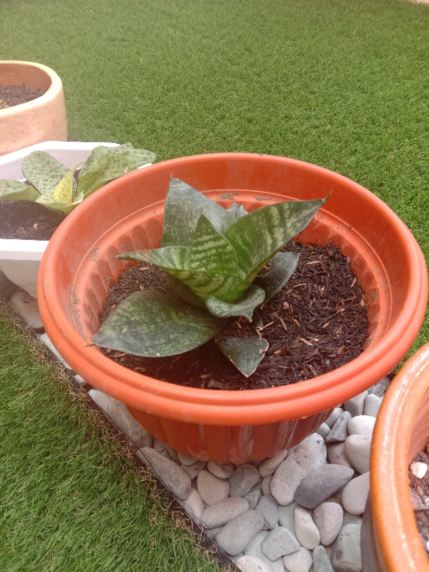 Sansivera Trifasciata / Sansiviera Belang / Sansevieria / Sansivieria