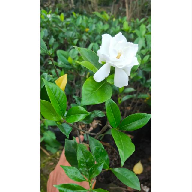 Kaca piring, bunga kaca piring, tanaman bunga kaca piring