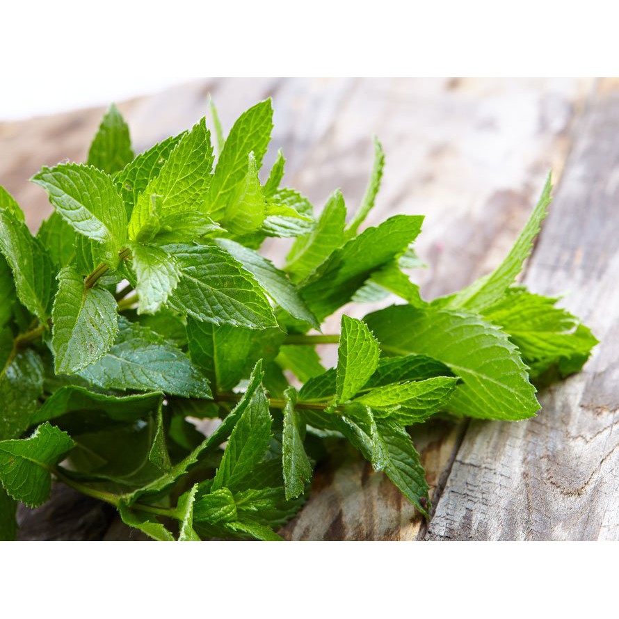 Biji Benih Bibit Tanmaan Herbal Daun Mint Spearmint Repack Haira Seed atau Home Garden Seed Biji Bibit Tanaman Sayur Sayuran Hidroponik dan Konvensional-3