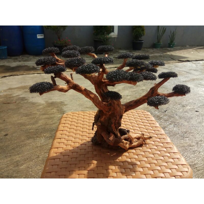 Bonsai Aquascape Beringin