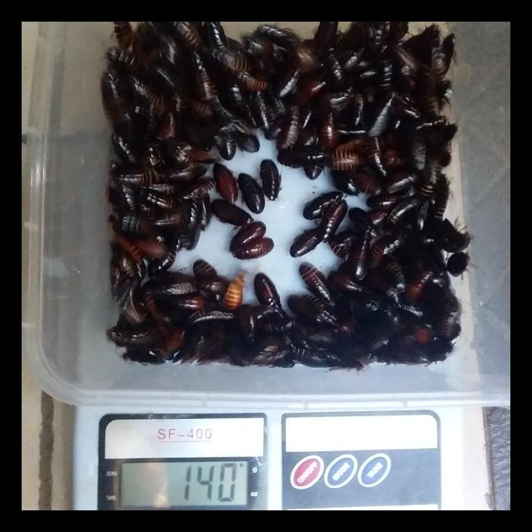 STOK BARU KECOA BATU KECOA TANAH TERKELAK MENJE CORO CEREMENDE ALAT PANCING TERMURAH PALING LENGKAP 