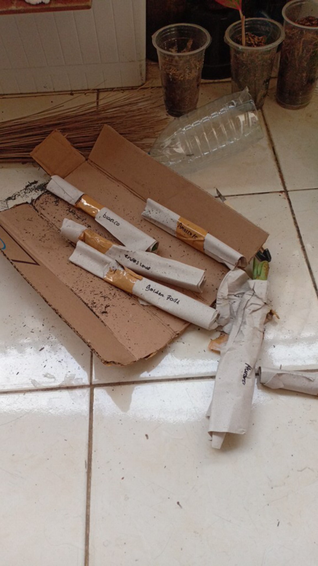 Bibit Bunga Kamboja Adenium Golden Faith