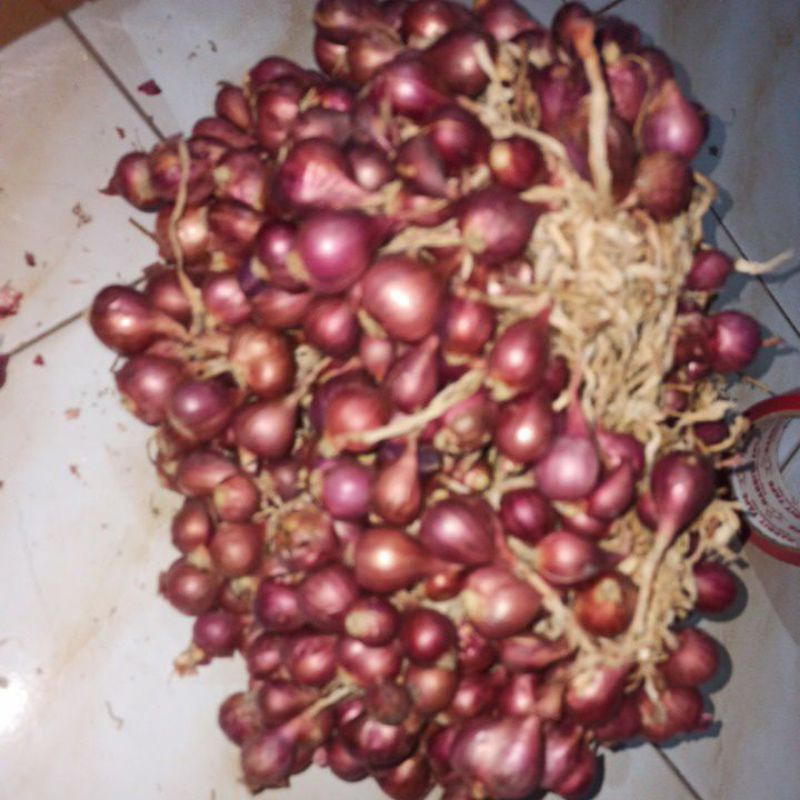 bibit Bawang Merah varietas bima Brebes