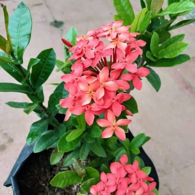 Tanaman hias asoka jepang bunga merah - asoka jepang - tanaman hias soka jepang - soka jepang