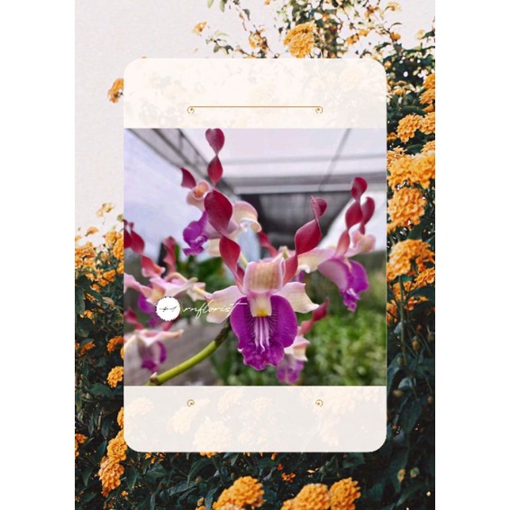 anggrek dendrobium Munir Said Thalib