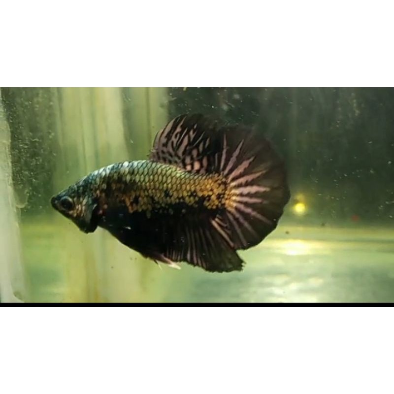 AVATAR COPER GOLD/ BLACK SERIES /IKAN CUPANG AVATAR GOLD