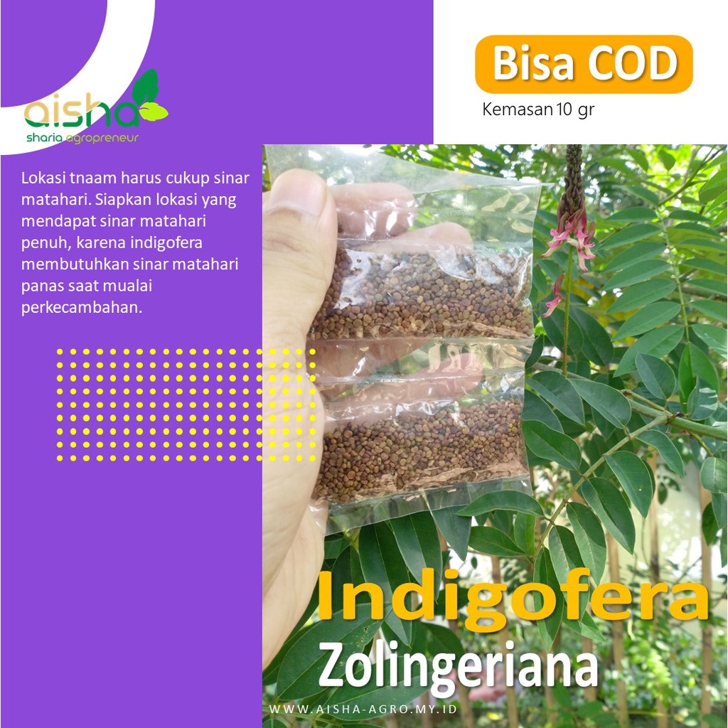 Tanam Murah rumput Indigofera Bibit Benih super indigovera biji siap paket pakan