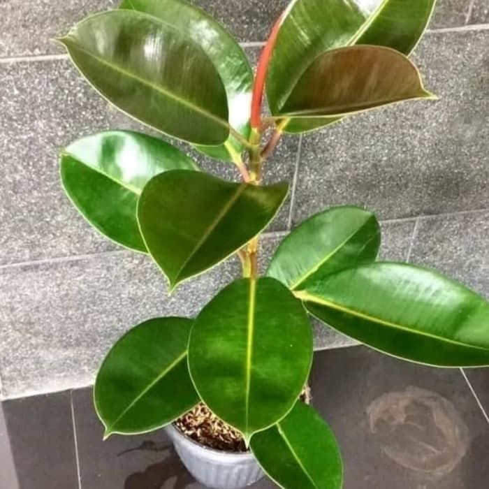 Tanaman herbal karet kebo - pohon karet kebo - herbal karet kebo