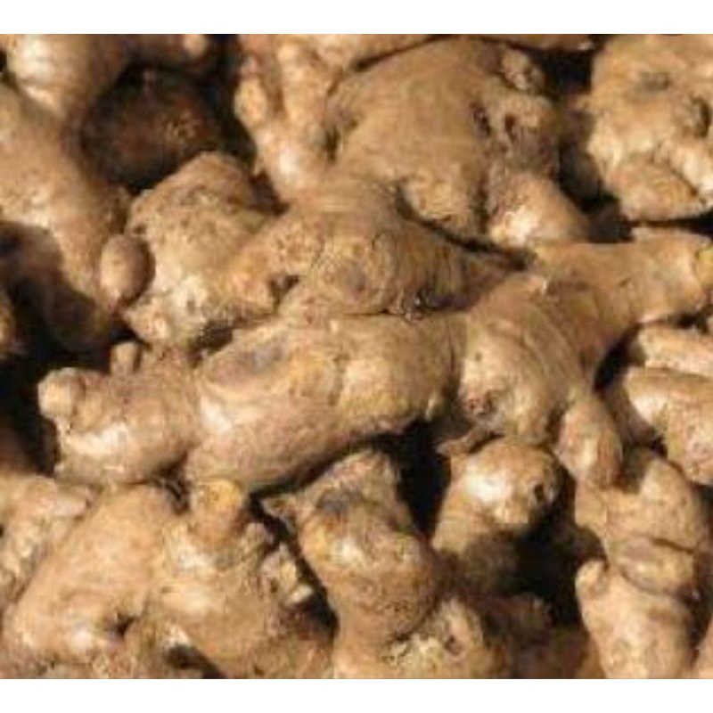 

JAHE GAJAH#JAHE MURAH 500g#jahe lokal#jahe putih#jahe fresh