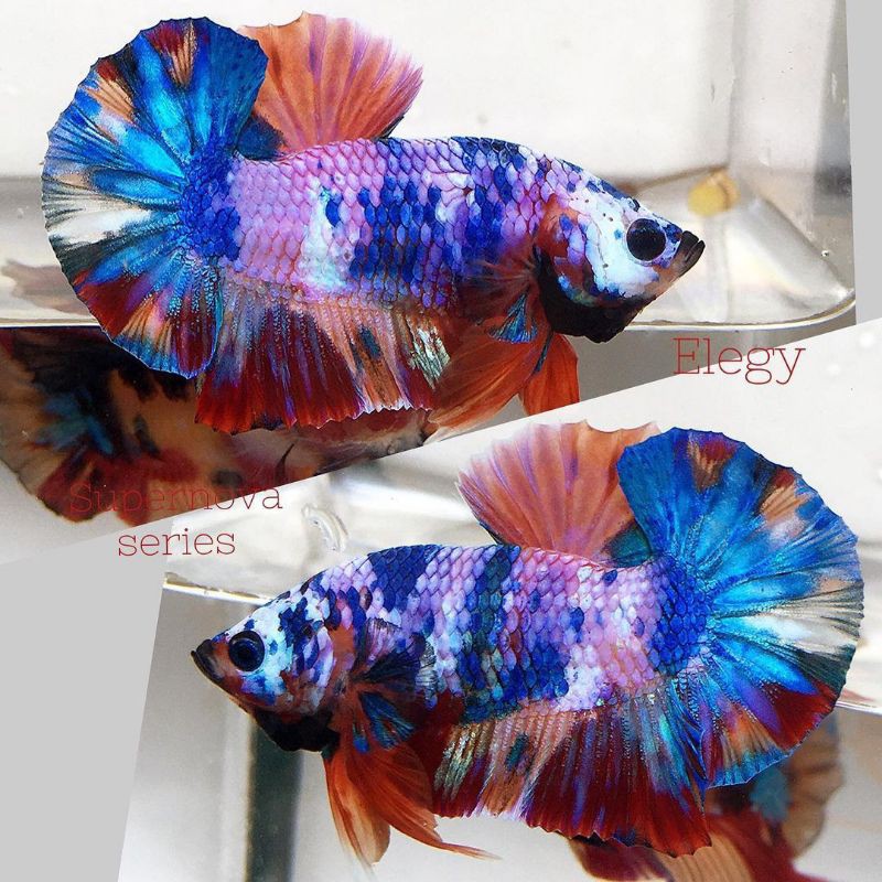 REALPICT 1 Ekor Nemo Galaxy Multicolour Gold | Male Size M 4 Bulan | Indukan Cupang
