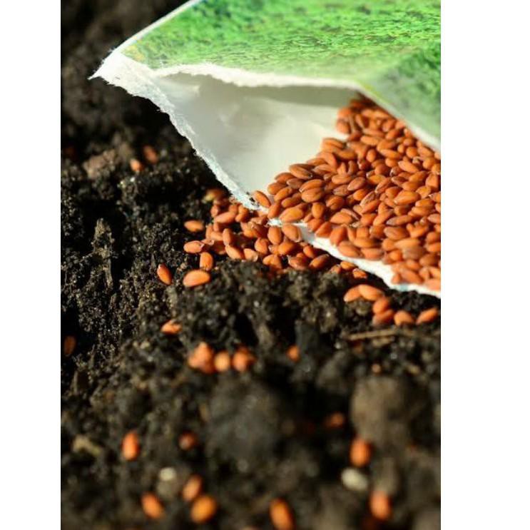 Dedulf set Kaktus batu lithops stone 10 biji /pack bunga indoor langka jenis succulent