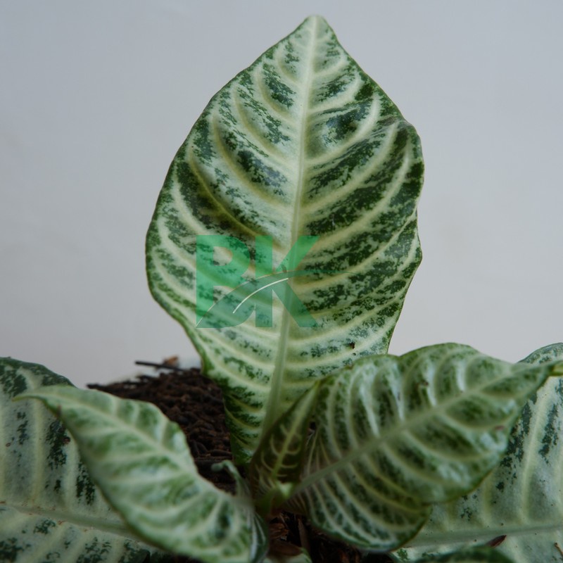 Apelandra Snow White - Tanaman hias Aphelandra snow white - Zebra plant - BAKUL KEMBANG