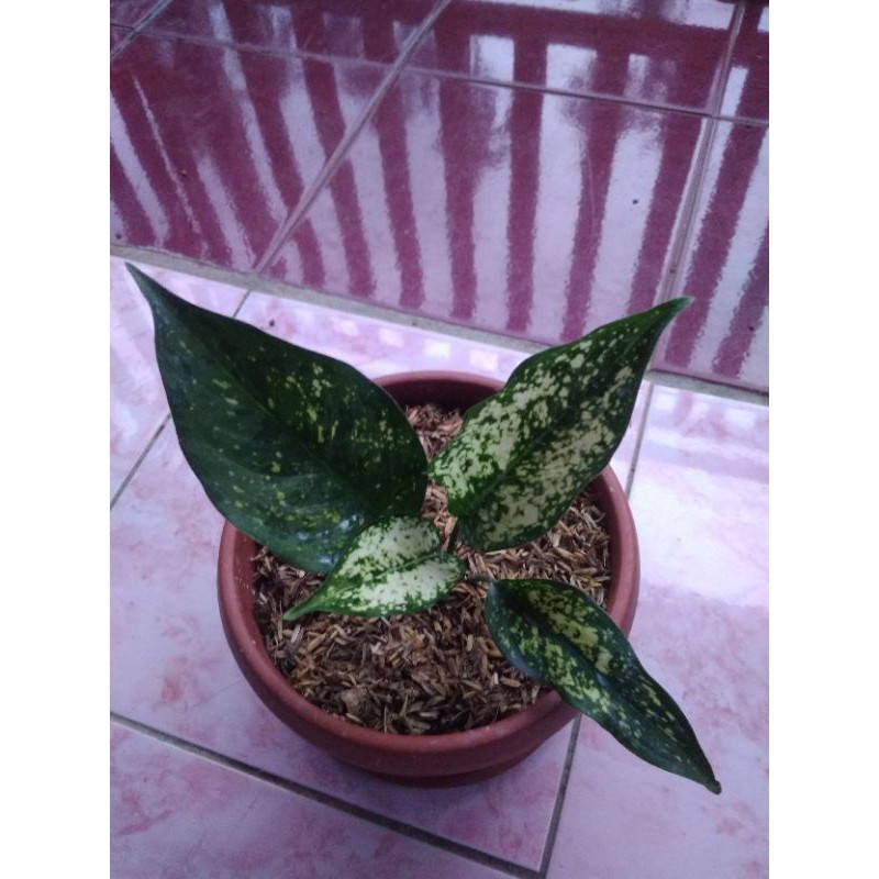 aglaonema snow white