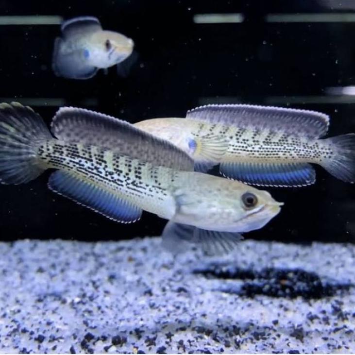 Terbaru.. Stewarti karbi ++ / free stiker