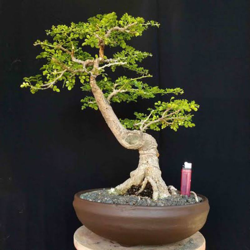 Benih/Biji Bonsai kawista batu/kerikil 100 biji