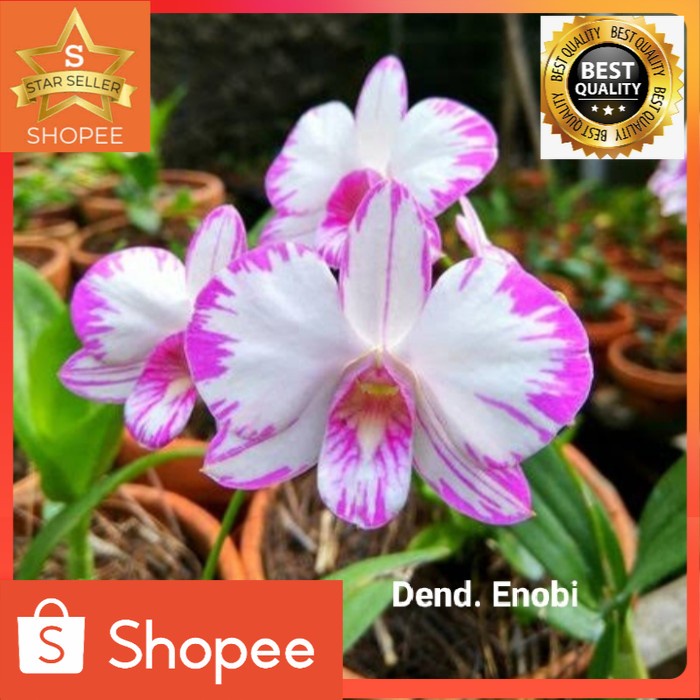 Anggrek Dendrobium Enobi Splash