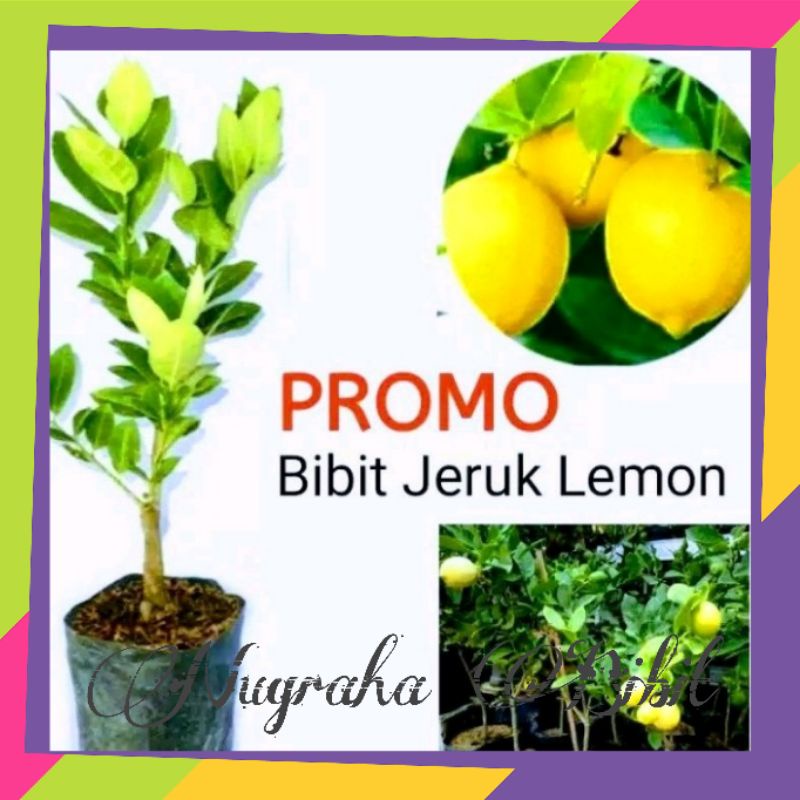 Bibit Jeruk lemon jumbo