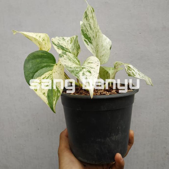 Suf3R Bibit Tanaman Hias Pothos Marble Queen