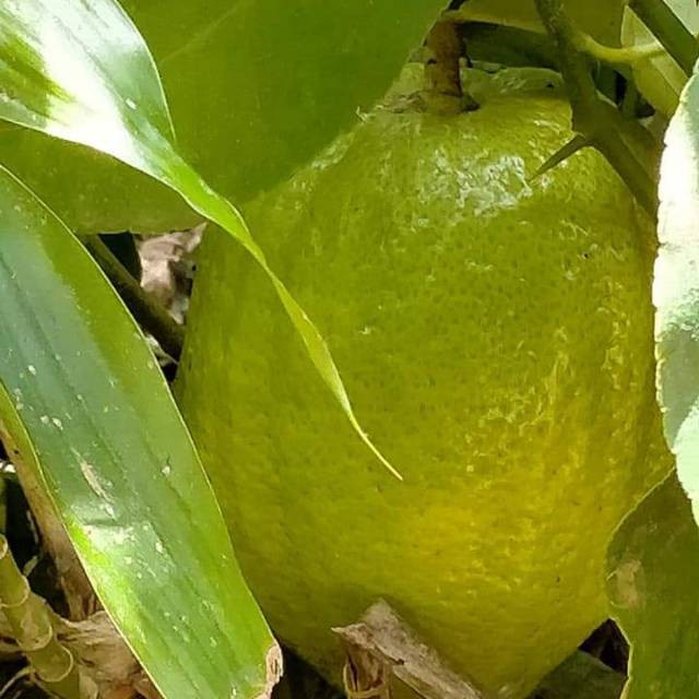 

Bibit jeruk pepaya stek cepat berbuah