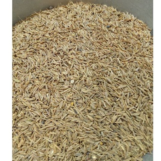 JINTAN PUTIH /JINTEN ASLI 1KG