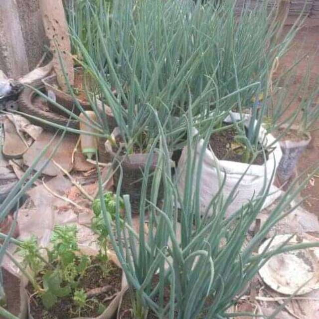 

bawang daun segar