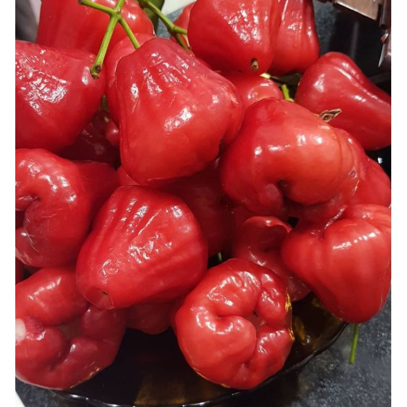 

BUAH JAMBU AIR /JAMBU RUJAK SEGAR 1 KG