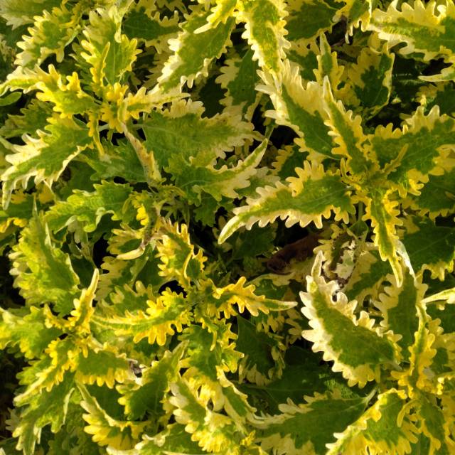 Coleus Yellow~ Ileran~ Jawer kotok ~Miana Kuning