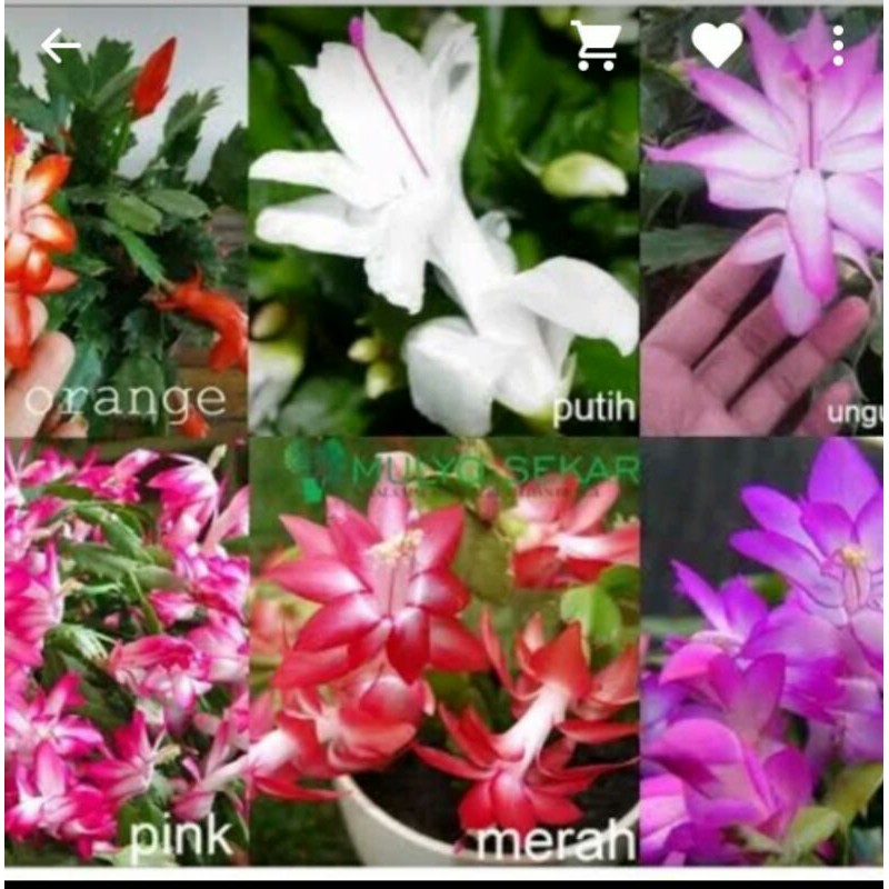 

Promo!! Wijaya Kepiting bermacam warna