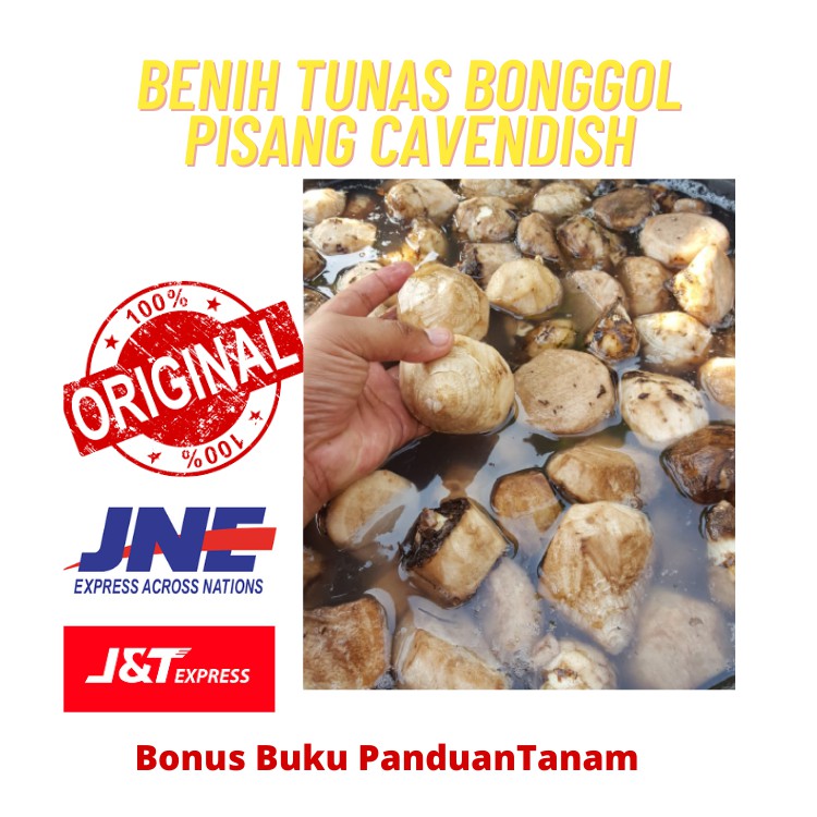 Benih Bonggol Bibit Pisang Cavendish