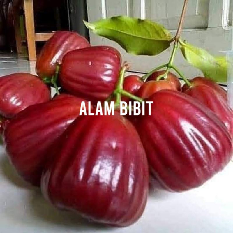 BIBIT JAMBU AIR DALHARI SUPER (COCOK DI TANAM POT)