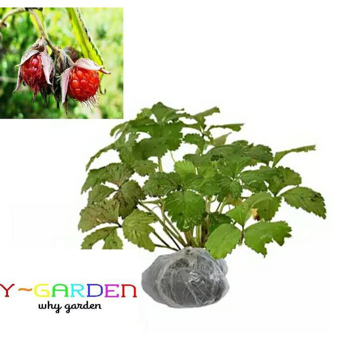 Bibit Tanaman Arbei Hutan / Bibit Tanaman Hidup Buah Arbei / Arbeinan Kw Unggul