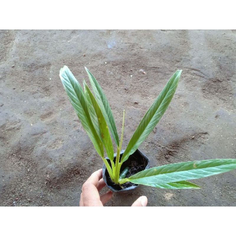 tanaman hias philodendron Lynette - antorium linet