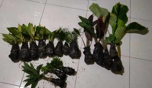 Calathea Leuconeura Var Kerchoviana | Kalatea Levonero