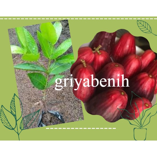 Bibit Buah Tanaman Buah Jambu Air Jamaika/Jambu Bol