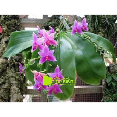 anggrek spesies phalaenopsis violacea Mentawai