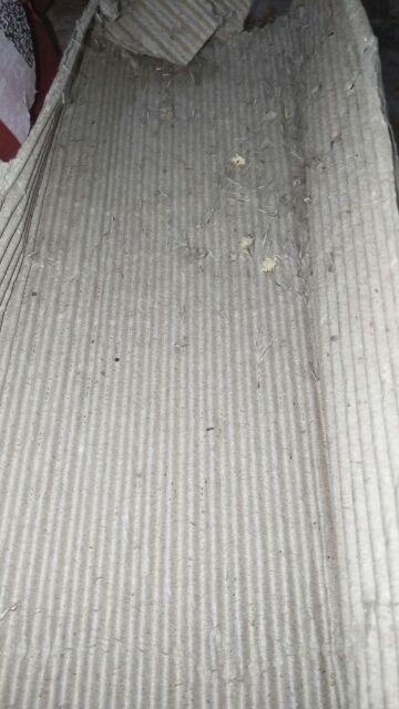 3tangkai Bunny Tail Rustic Dried Flower Alang Alang Bunga Kering