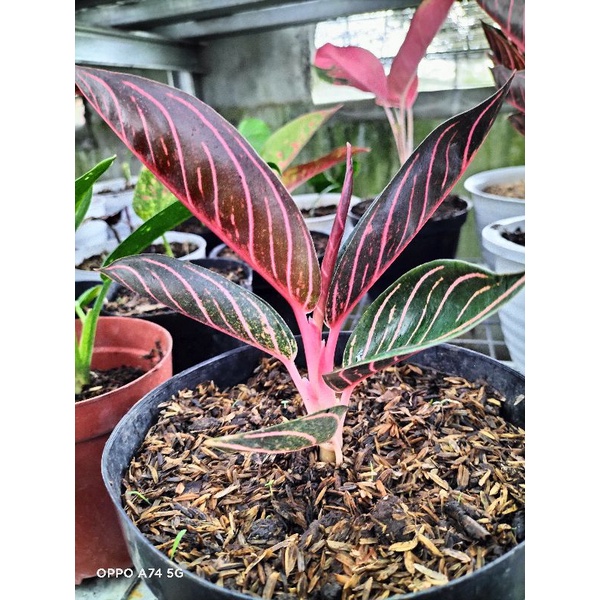 aglonema pride of sumatra