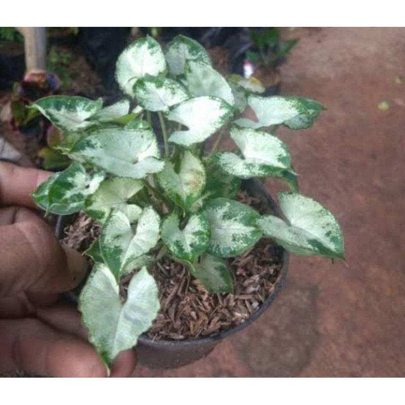 Tanaman hias syngonium mini / syngonium liliput
