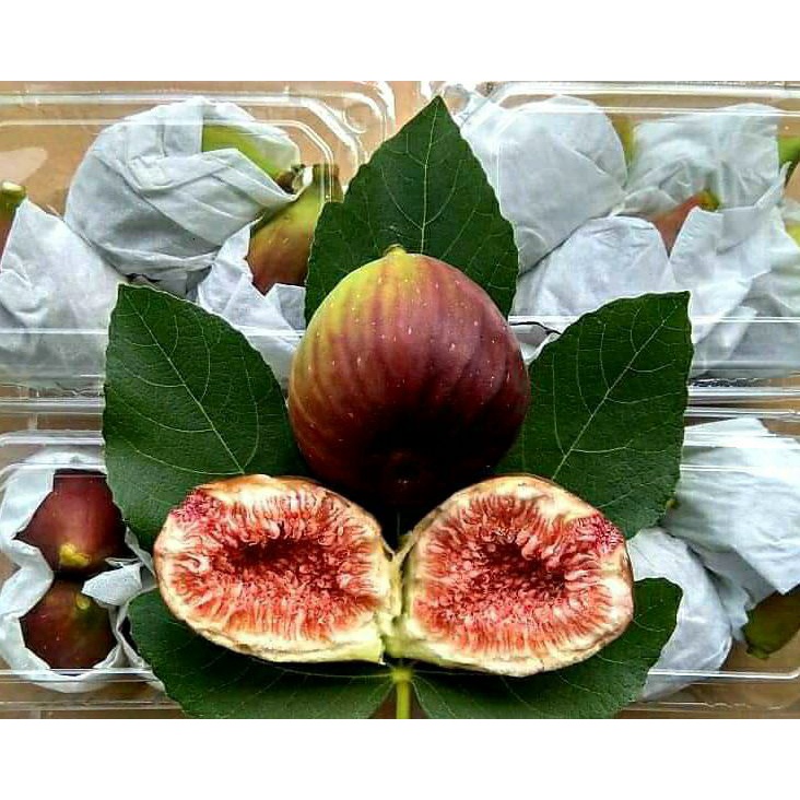 BUAH SEGAR buah tin  fig  ara 1kg fresh siap makan