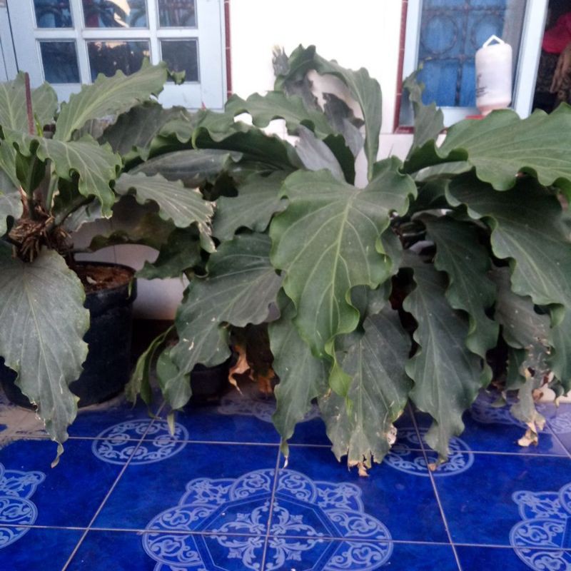 BIBIT GELOMBANG CINTA