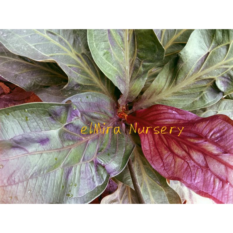 5 JEMANI HITAM PAKET HEMAT