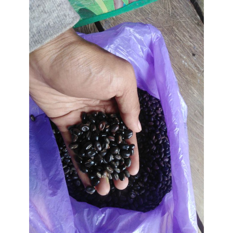 biji dan benih kacang kacangan mucuna batreacta