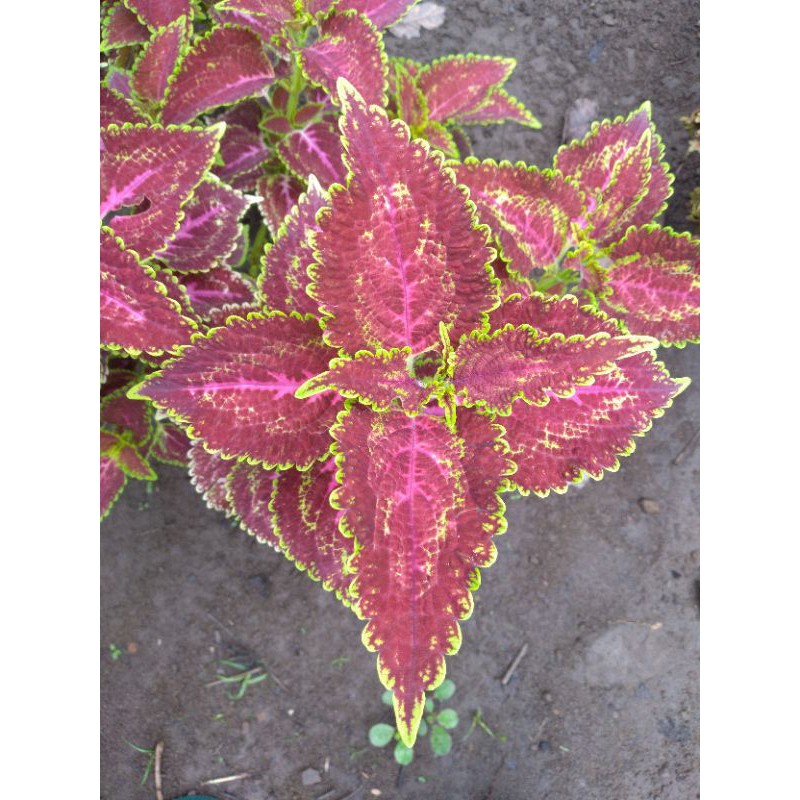 Miana Premium/ Miana Shinta