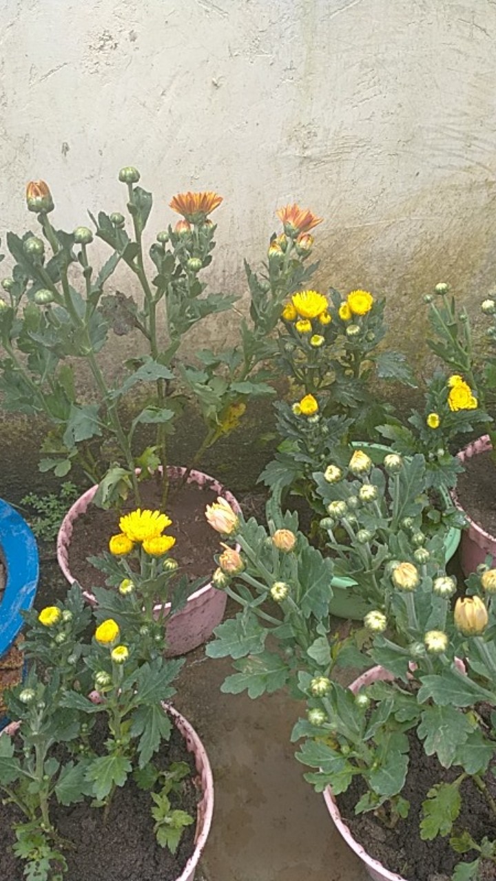 Tanaman Hias Bunga Krisan Pot Isi 5, 1 Warna